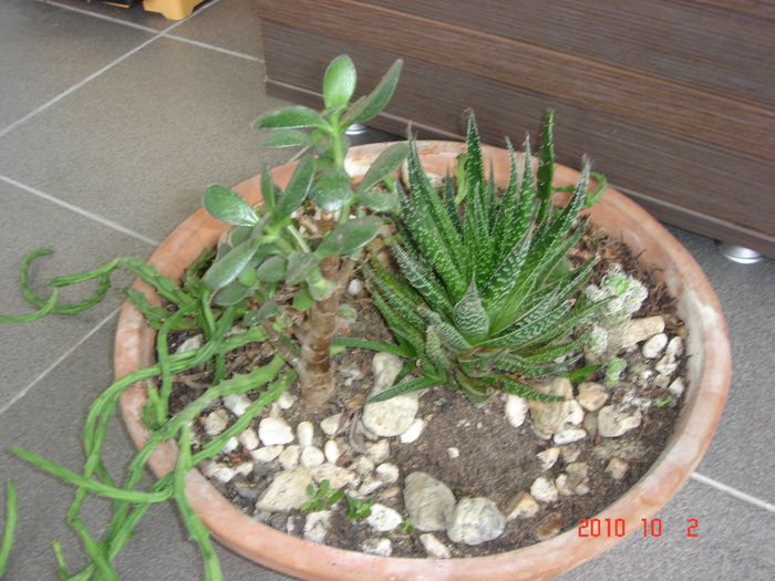 DSC09247 - Cactusi-bromelii-suculente