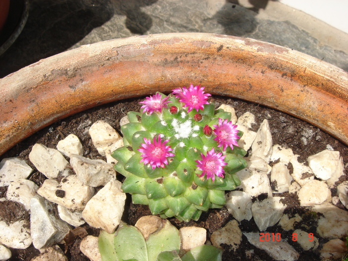 DSC08969 - Cactusi-bromelii-suculente