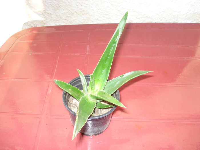 aloe vera