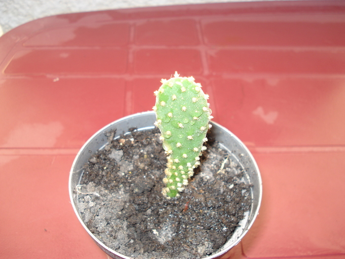  - cactusi si suculente
