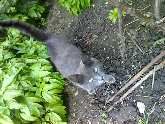 . - adopta o pisicuta