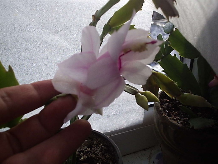 10.12.2010 - schlumbergera