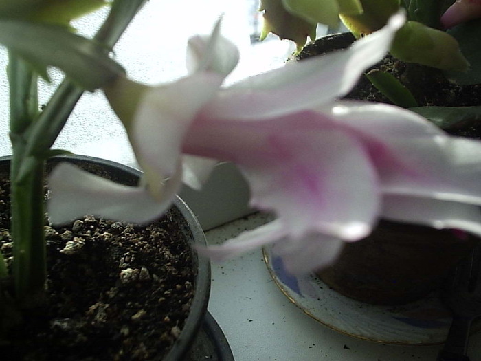 10.12.2010 - schlumbergera