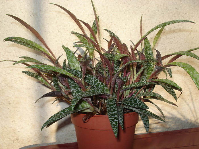 ledebouria