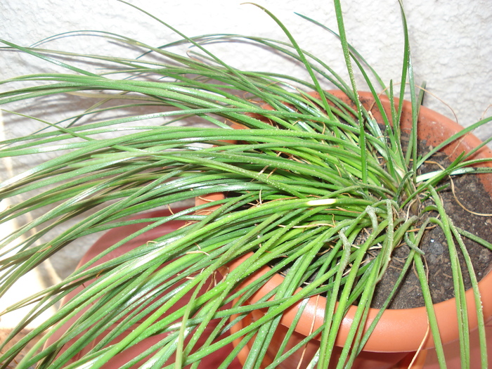zephyrantes alba