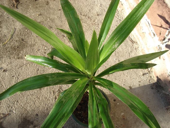 yucca 2
