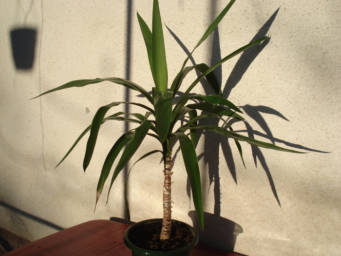 yucca 2 - florile mele