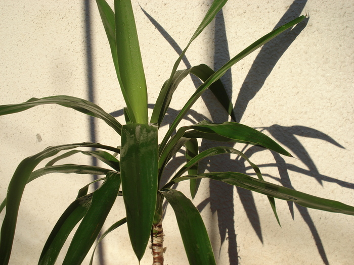yucca 2