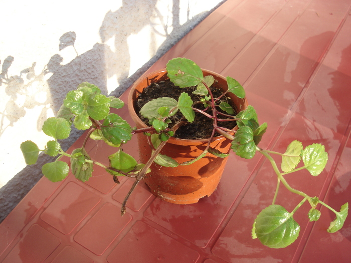 neidentificata 102