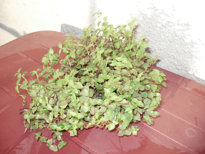 florii 103