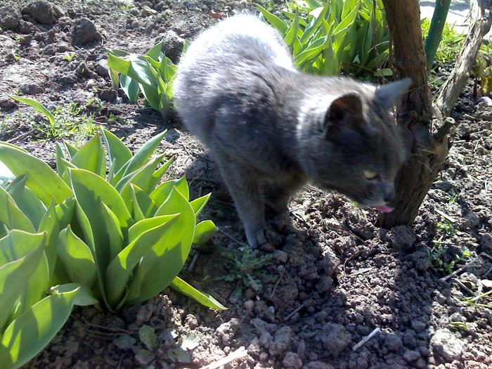 . - adopta o pisicuta