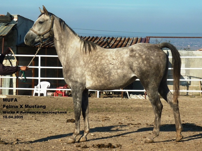 152 - My horses - Anglo-arabian