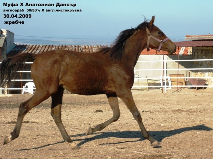 062 - My horses - Anglo-arabian