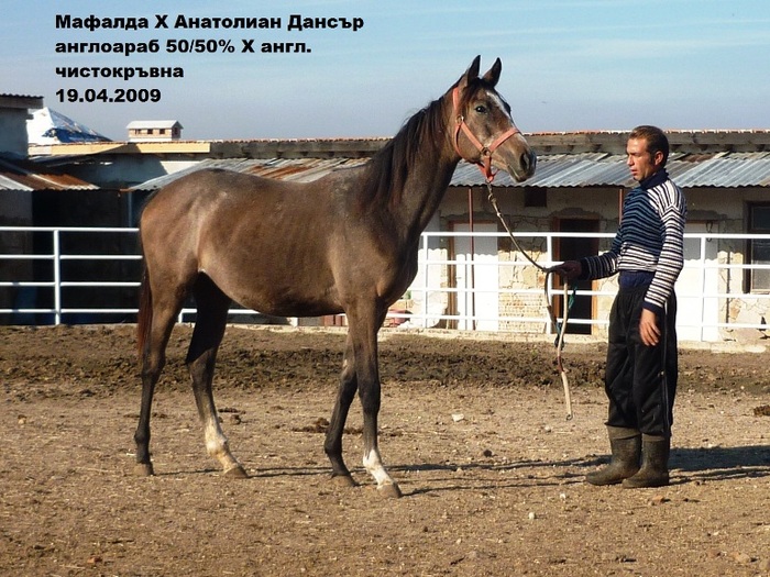 088 - My horses - Anglo-arabian