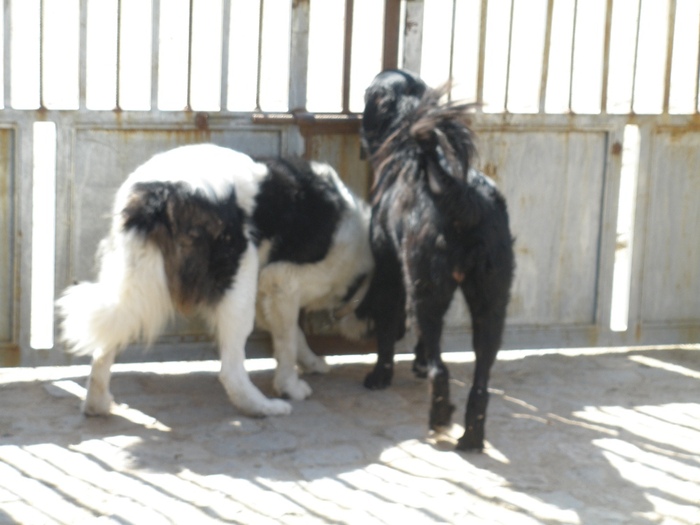 P9160025 - My dogs