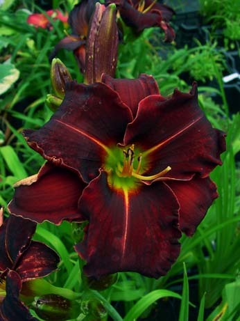 Ed Murray-8B - HEMEROCALLIS