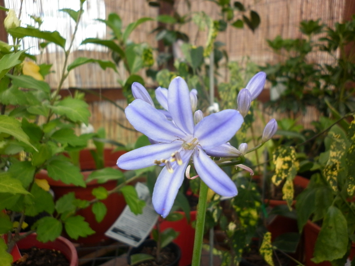Agapanthus "Black Magic"; 11.12.10
