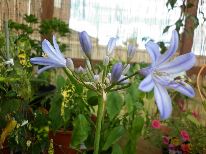 Agapanthus "Black Magic"; 11.12.10
