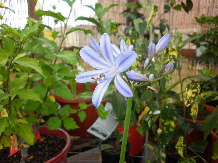 Agapanthus "Black Magic"; 11.12.10
