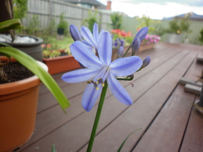 Agapanthus 'Black Magic"; 11.12.10
