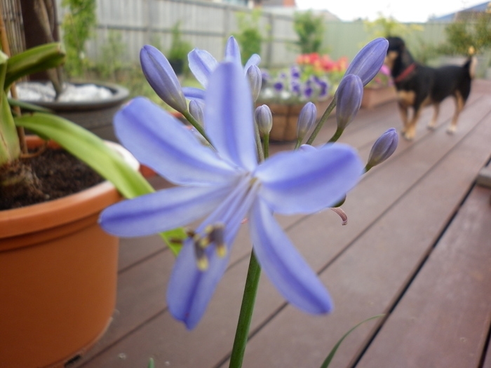 Agapanthus "Black Magic"