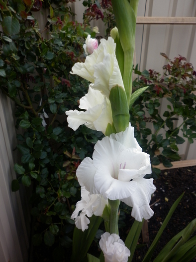  - Gladiole