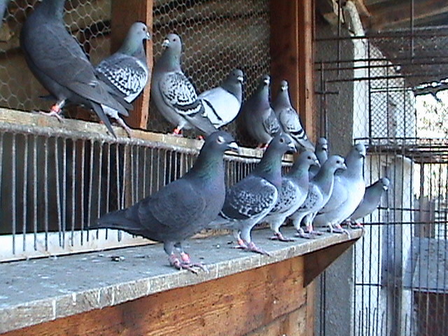 DSC01767 - Acum noua generatie 2010