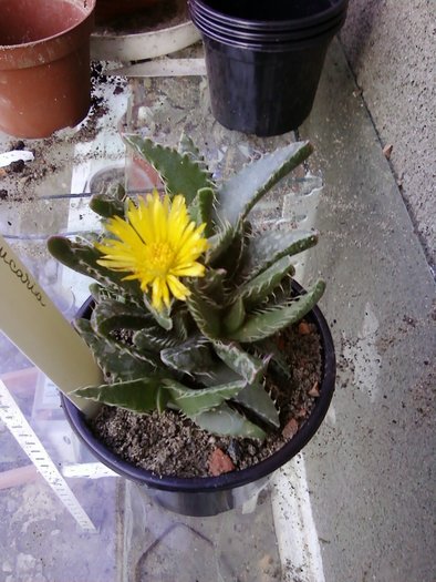 Faucaria