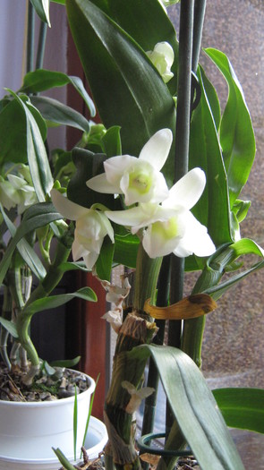 dendrobium - Orhidee