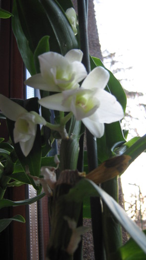 dendrobium al 2-lea an - Orhidee