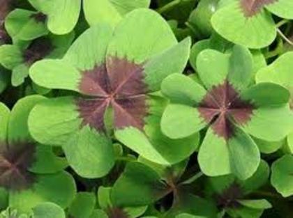 iron cross - oxalis