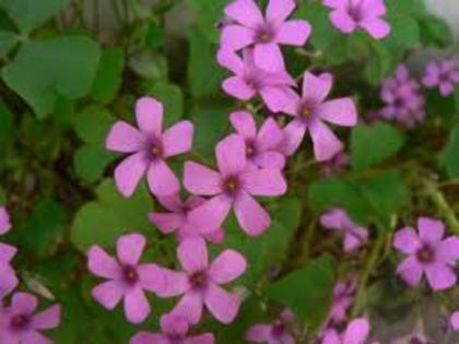 imagesCAWCTUEP - oxalis