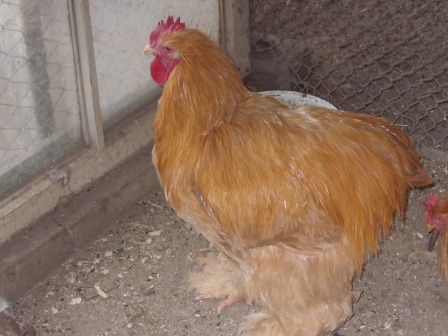 SN852383