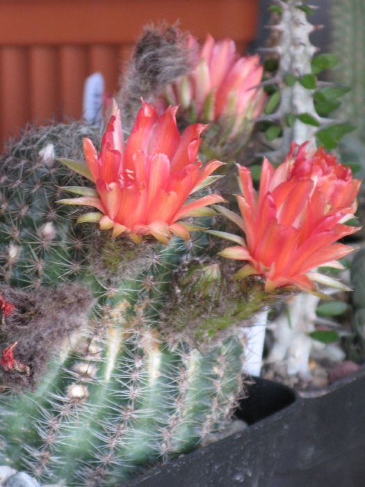 IMG_0312 - Flori cactusi si suculente