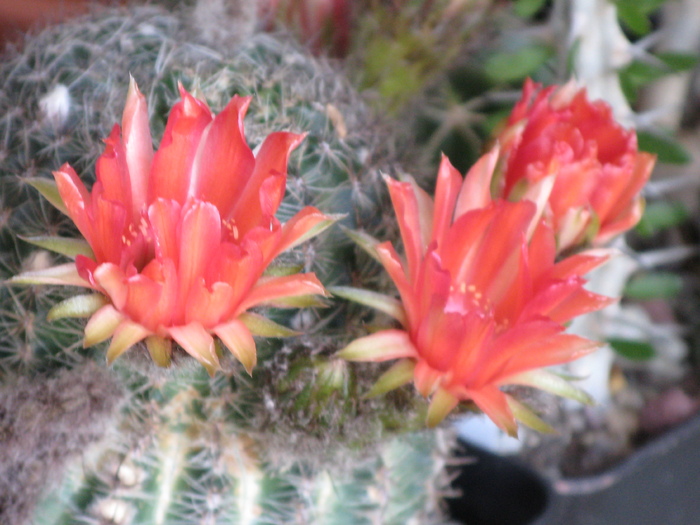IMG_0313 - Flori cactusi si suculente