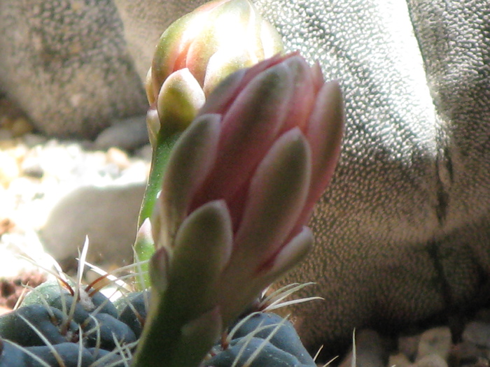 IMG_0322 - Flori cactusi si suculente