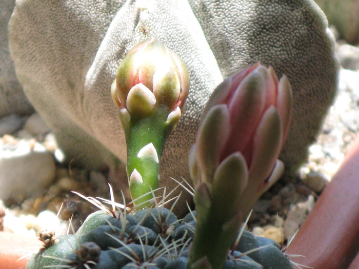 IMG_0323 - Flori cactusi si suculente