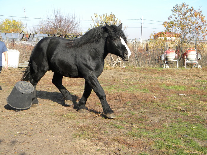 DSCN5979 - cai rasa percheron