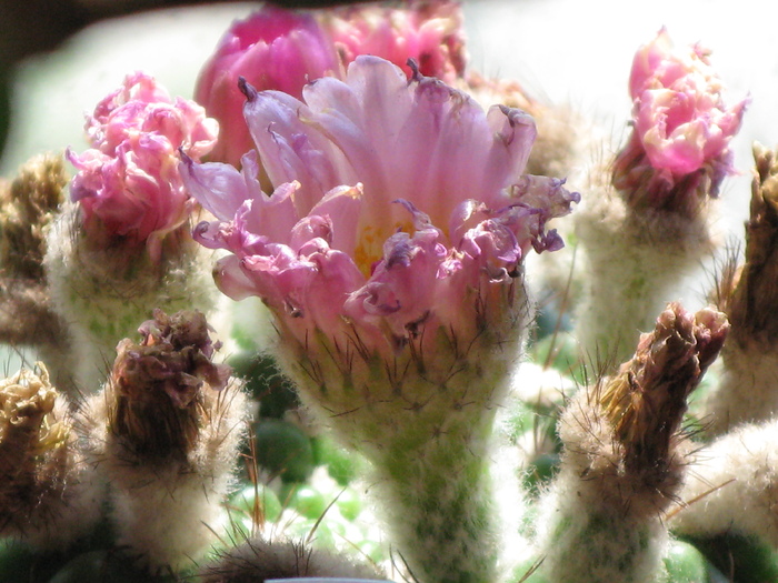 IMG_0459 - Flori cactusi si suculente