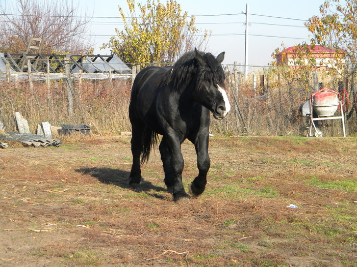 DSCN5973 - cai rasa percheron