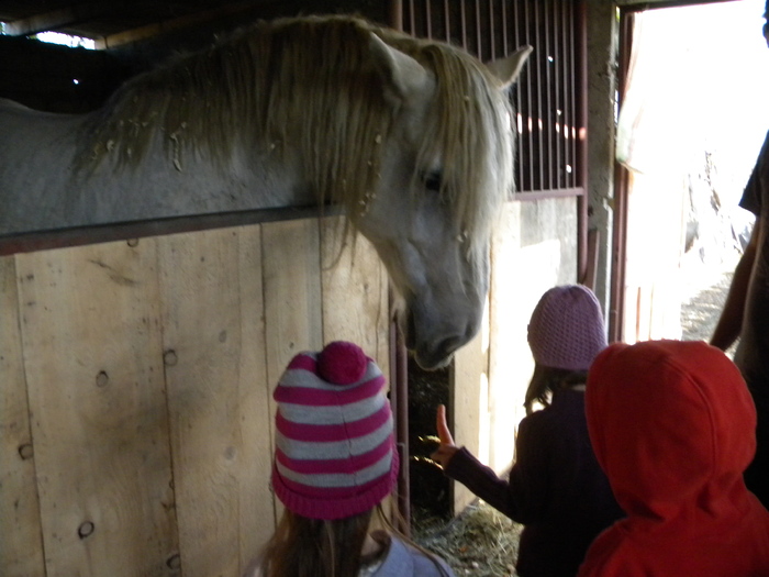 DSCN5952 - cai rasa percheron