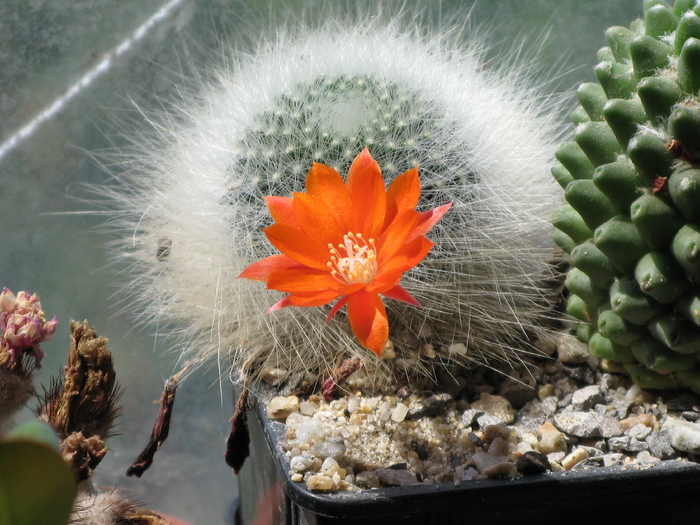 IMG_0526 - Flori cactusi si suculente