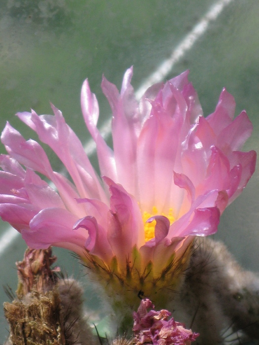 IMG_0529 - Flori cactusi si suculente