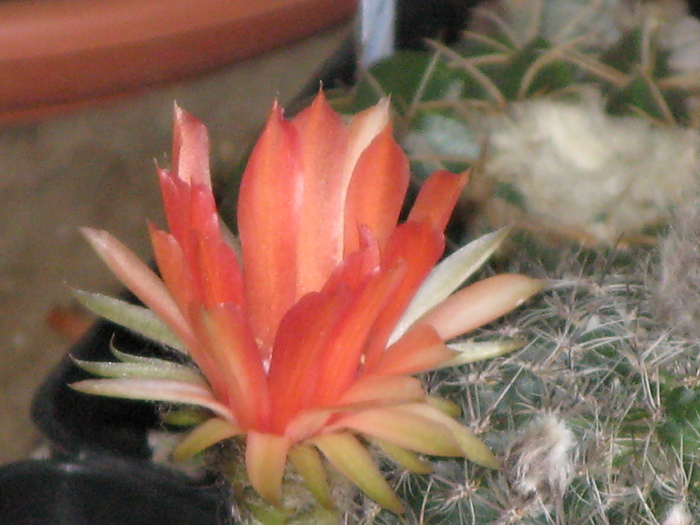 IMG_0586 - Flori cactusi si suculente