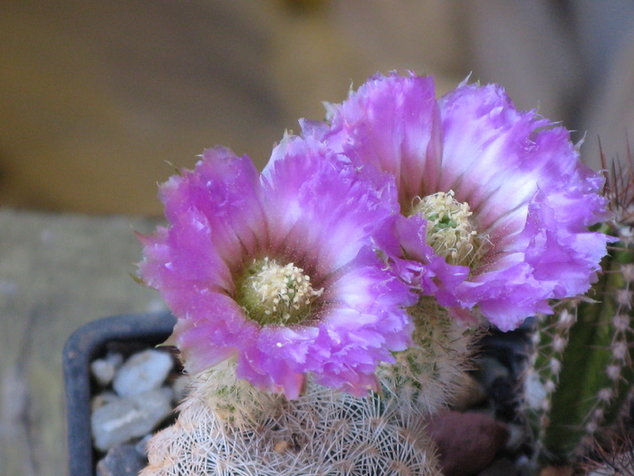 IMG_0590 - Flori cactusi si suculente