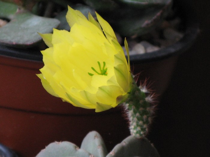 IMG_0835 - Flori cactusi si suculente