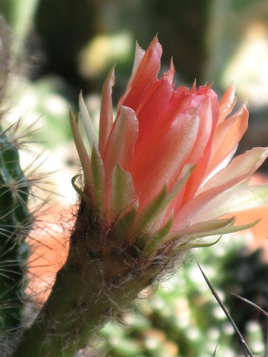 IMG_0891 - Flori cactusi si suculente
