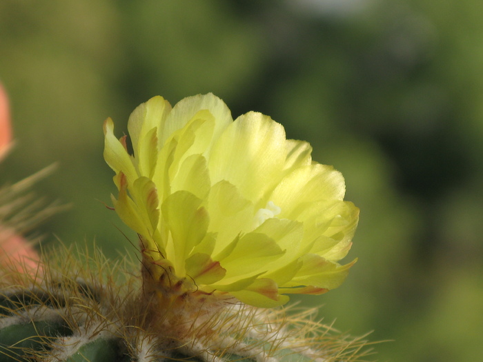 IMG_1018 - Flori cactusi si suculente