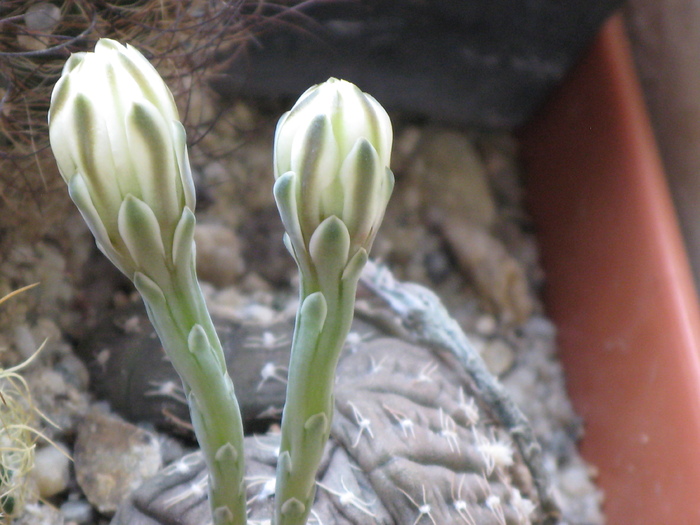 GYMNOCALYCIUM ragonesii f. morales - Flori cactusi si suculente