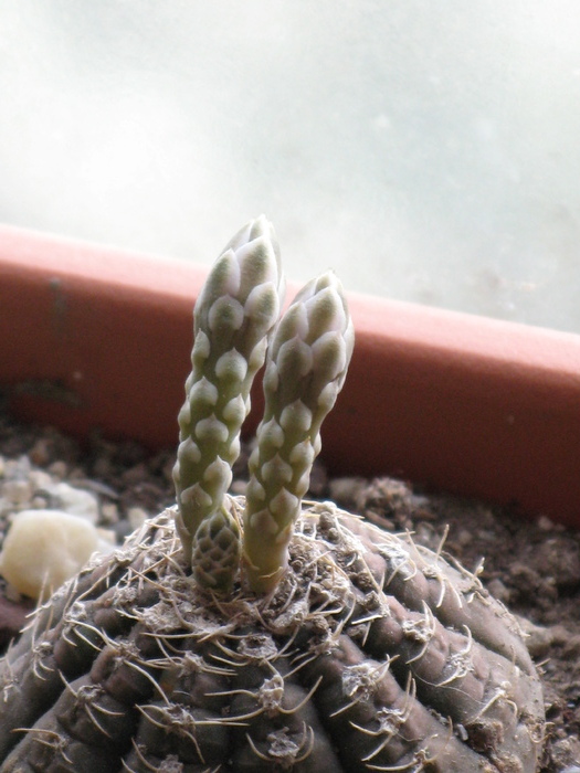 GYMNOCALYCIUM ragonesii f. morales - Flori cactusi si suculente